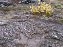 Roche volcanique au parc national de Þingvellir